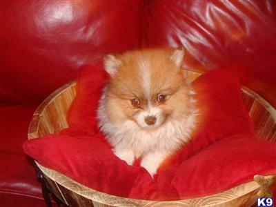 Pomeranian Puppies in FL